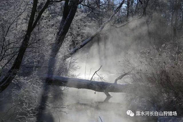 鱼刺卡到嗓子里怎么办游戏画面